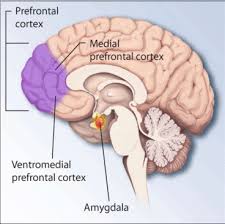 picture and labeled parts of brain –Concussion TBI PTSD and Brain ...